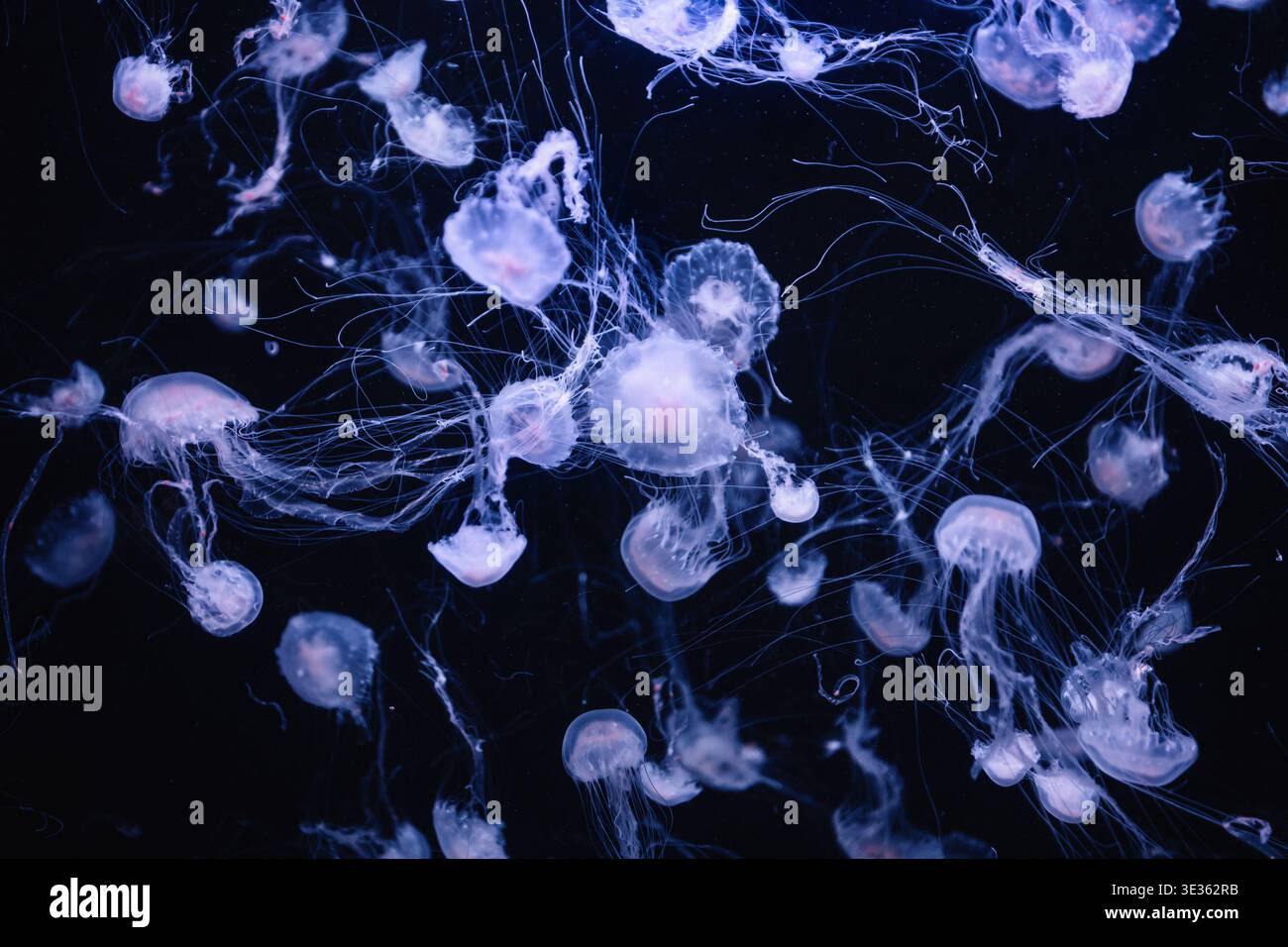 Meduse traslucide con lunghi tentacoli che galleggiano in acque profonde. Uno sciame di meduse con tentacoli simili a fili. Bioluminescenza morbida viola e blu. Foto Stock