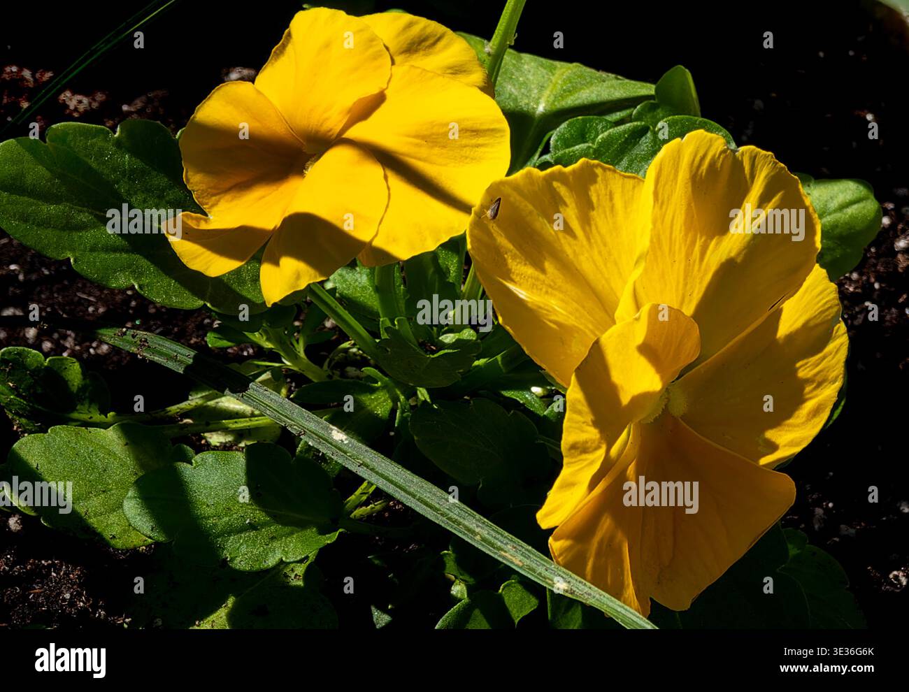 Un gruppo di pansie in primavera Foto Stock