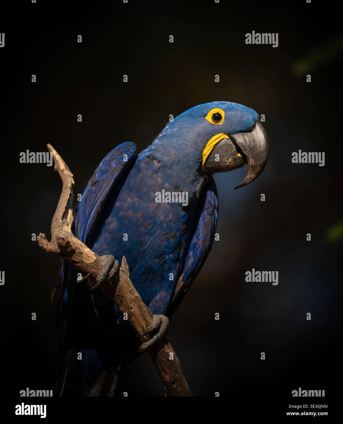Hyacinth Macaw ritratto dal Pantanal Foto Stock