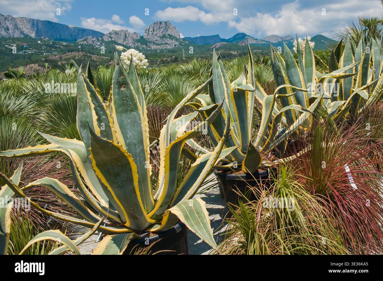 Piante di agave preparate per la progettazione di giardini ornamentali e architettonici. Succulenti decorativi per la piantagione all'aperto, Foto Stock