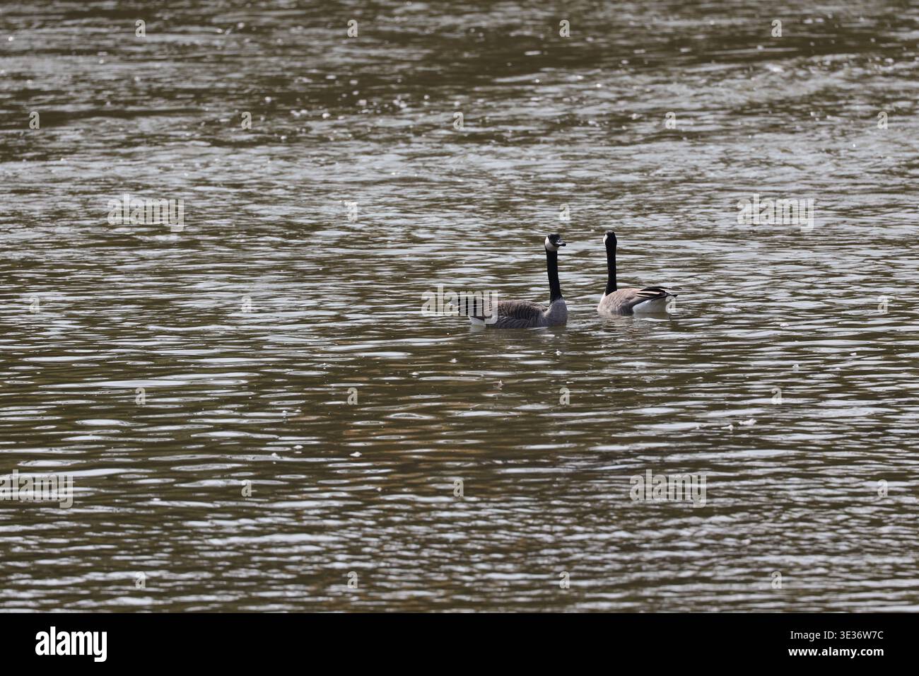 Due oche canadesi che guardano in direzioni opposte galleggiando sull'acqua ondulata del fiume in un luminoso sole autunnale mattutino (primo piano) Foto Stock
