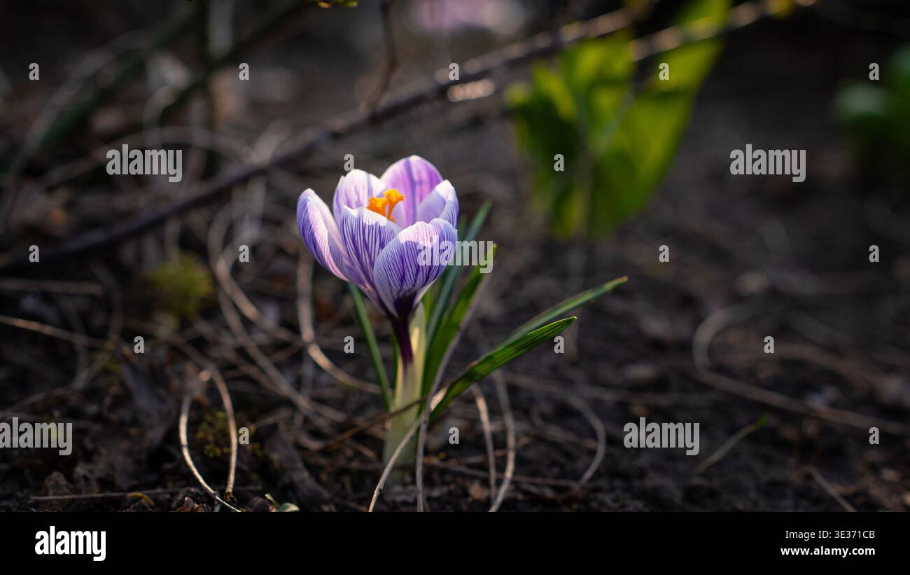Un unico fiore di cocco viola che fiorisce con la luce soffusa della sera su uno sfondo scuro e naturale. Primo piano primaverile minimo con petali delicati e deve Foto Stock