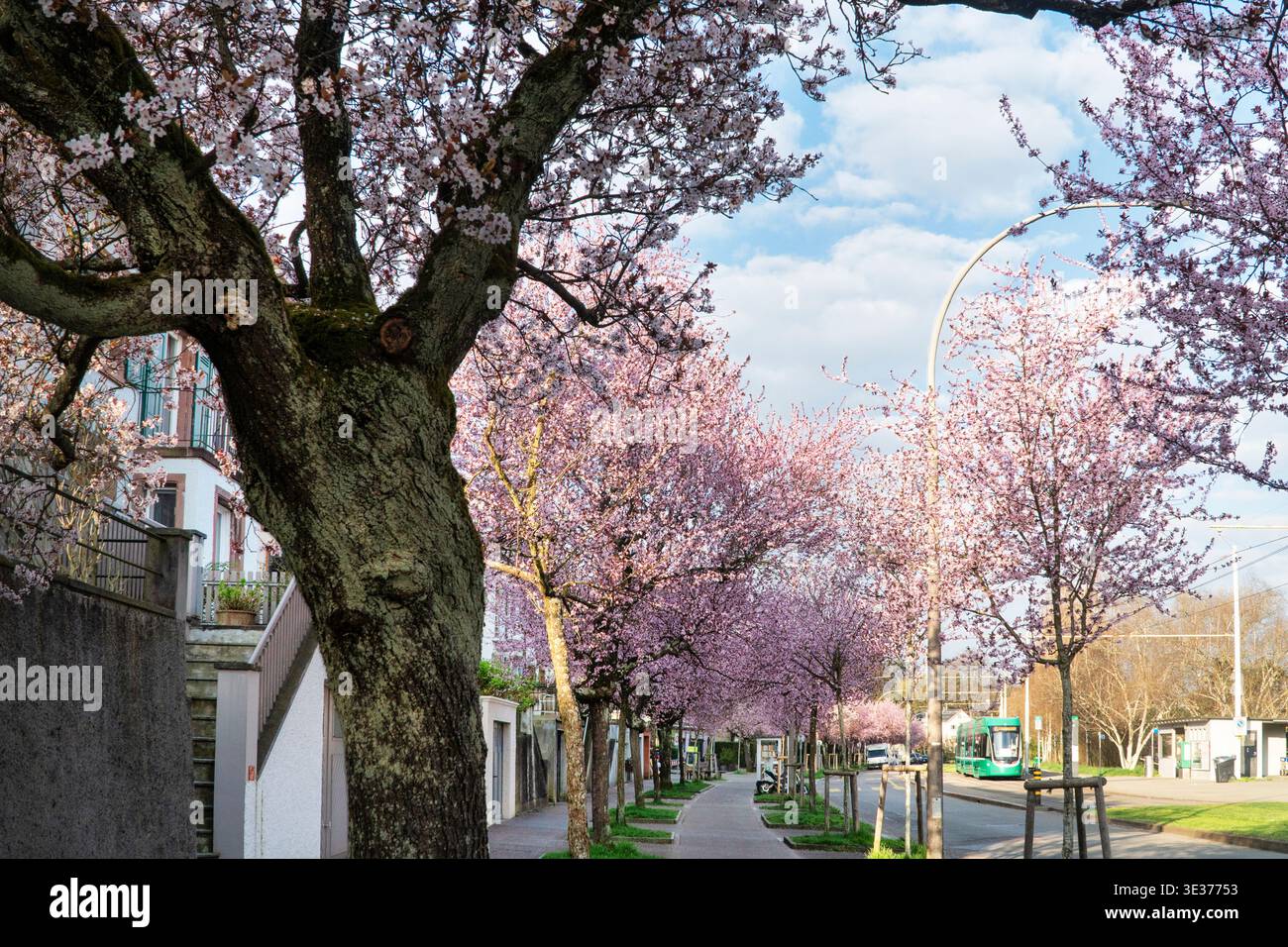 Svizzera, Basilea, Basilea città, distretto, Bruderholz, viale dei ciliegi, fiori di ciliegio, primavera, ciliegi giapponesi Foto Stock