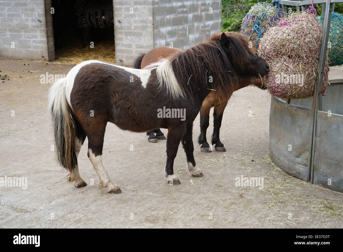 Pony delle Shetland con un cappotto piebaldo marrone scuro e bianco in un'Aia vicino a un alimentatore di rete di fieno Foto Stock