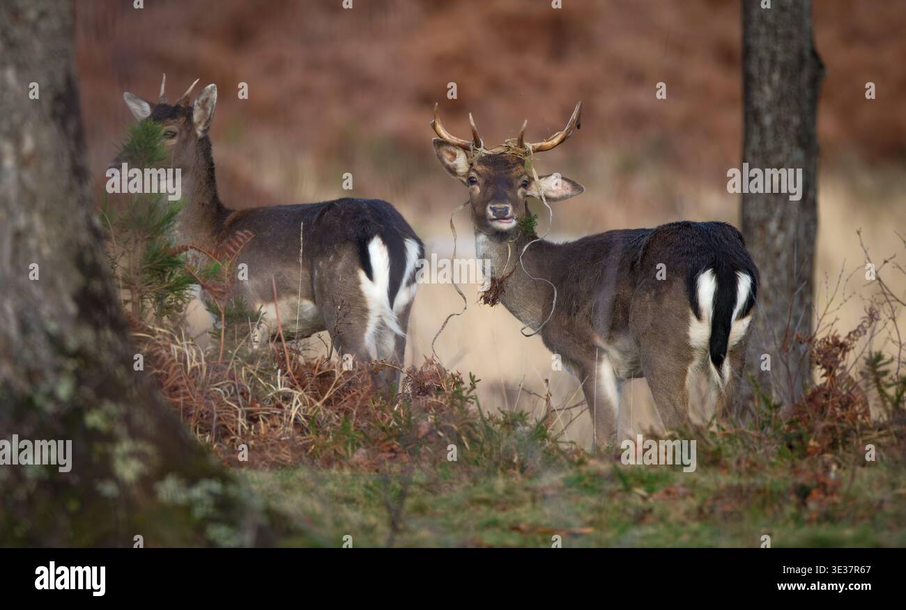 Una serie di immagini di un gruppo di cervi selvatici maschili che riposano nella zona brughiera della nuova foresta con grandi palchi. Foto Stock