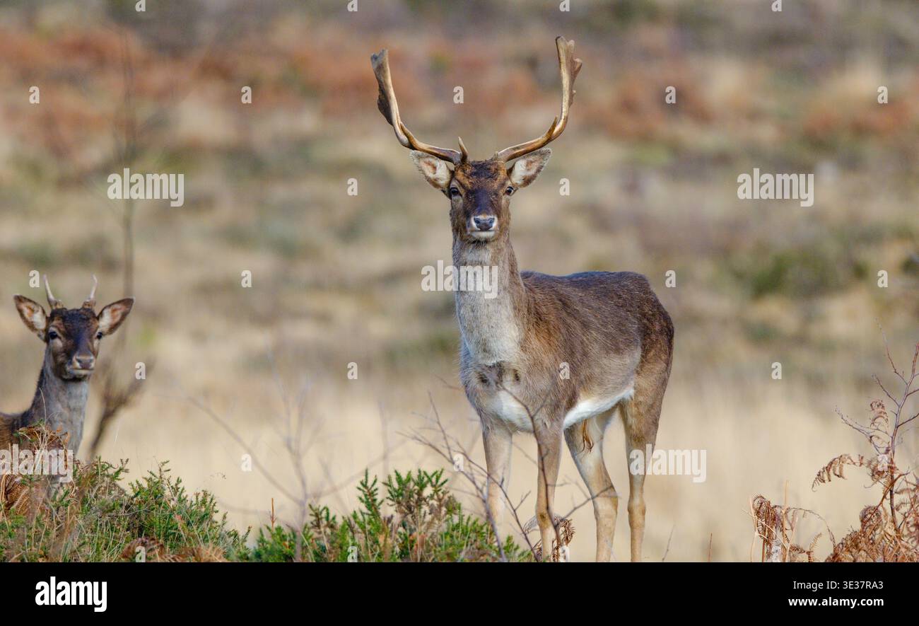 Una serie di immagini di un gruppo di cervi selvatici maschili che riposano nella zona brughiera della nuova foresta con grandi palchi. Foto Stock