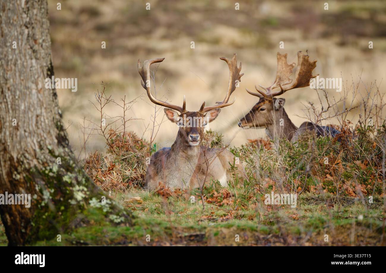Una serie di immagini di un gruppo di cervi selvatici maschili che riposano nella zona brughiera della nuova foresta con grandi palchi. Foto Stock