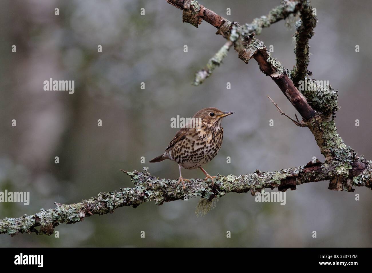 Un muso si trova su un ramo coperto di lichene nel New Forest Hampshire in Inghilterra. Foto Stock