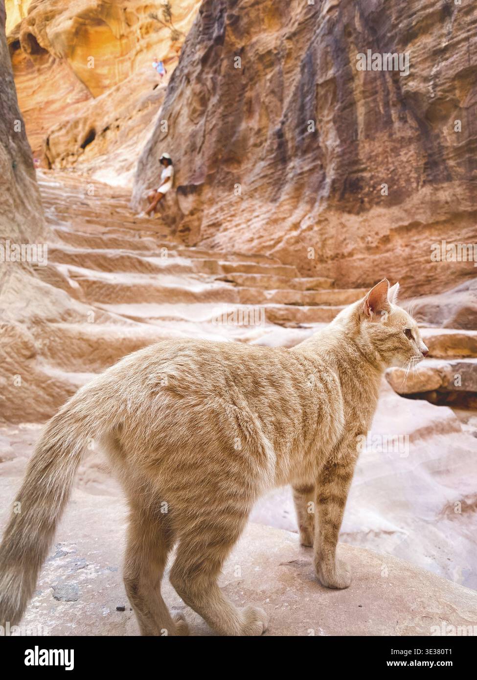 Bellissimo gatto zenzero curioso sulle scale guardare intorno da turisti a Petra. Cultura giordana e animali domestici Foto Stock