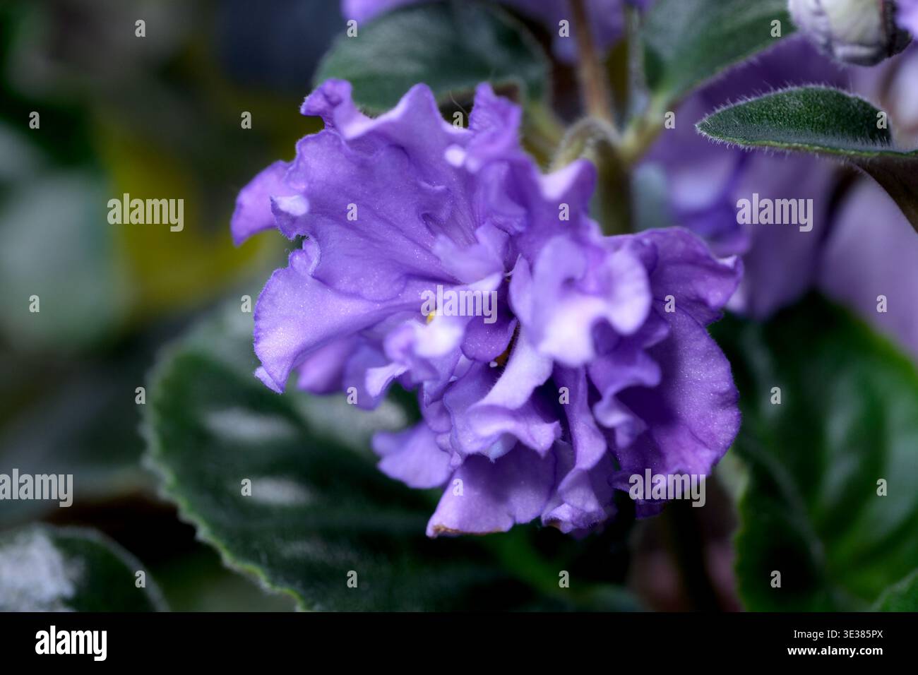 I morbidi petali di una Saintpaulia viola prosperano all'interno, aggiungendo bellezza allo spazio. Foto Stock