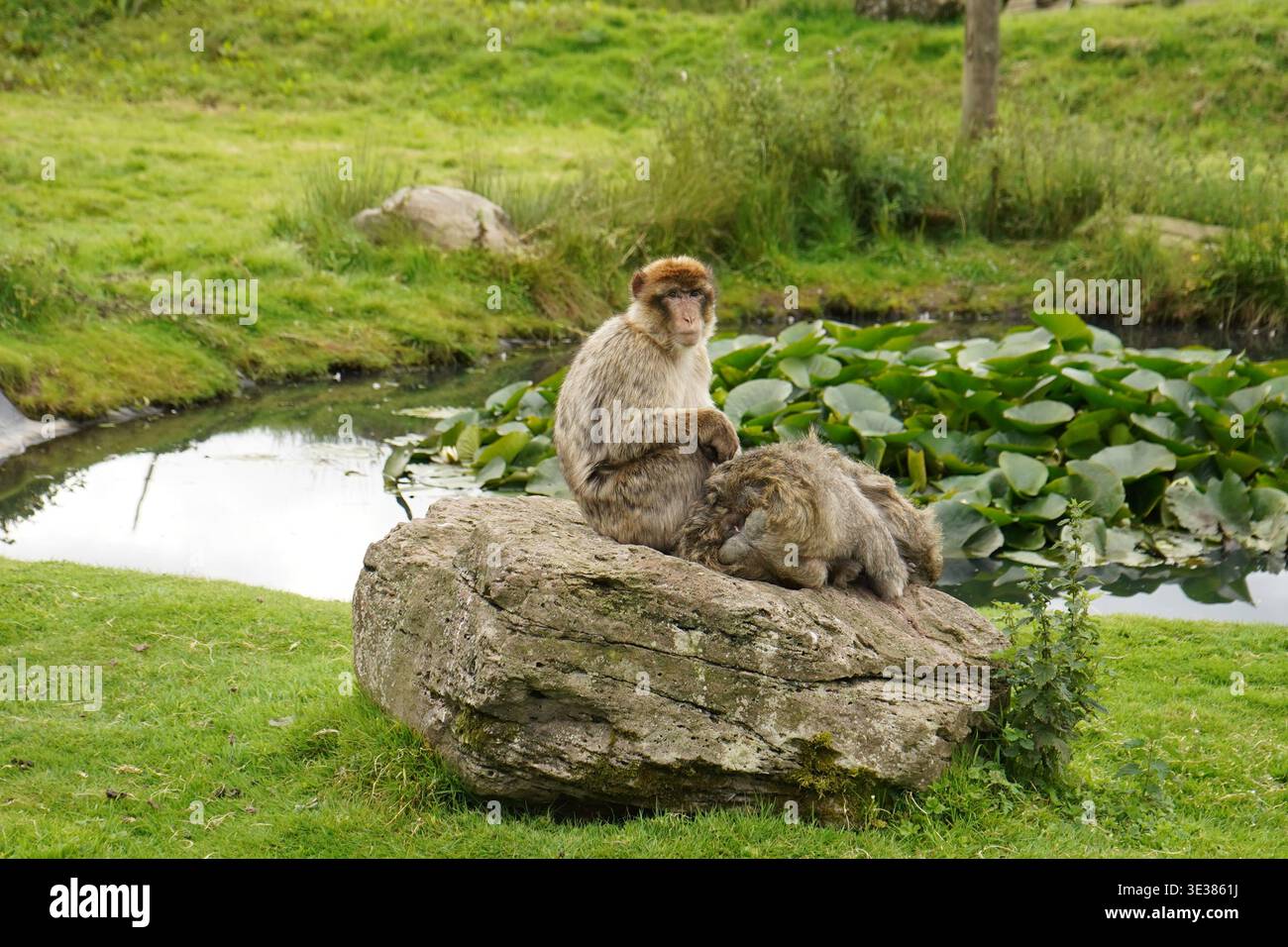 Scimmia seduto tra erba alta e vegetazione nell'habitat naturale Foto Stock