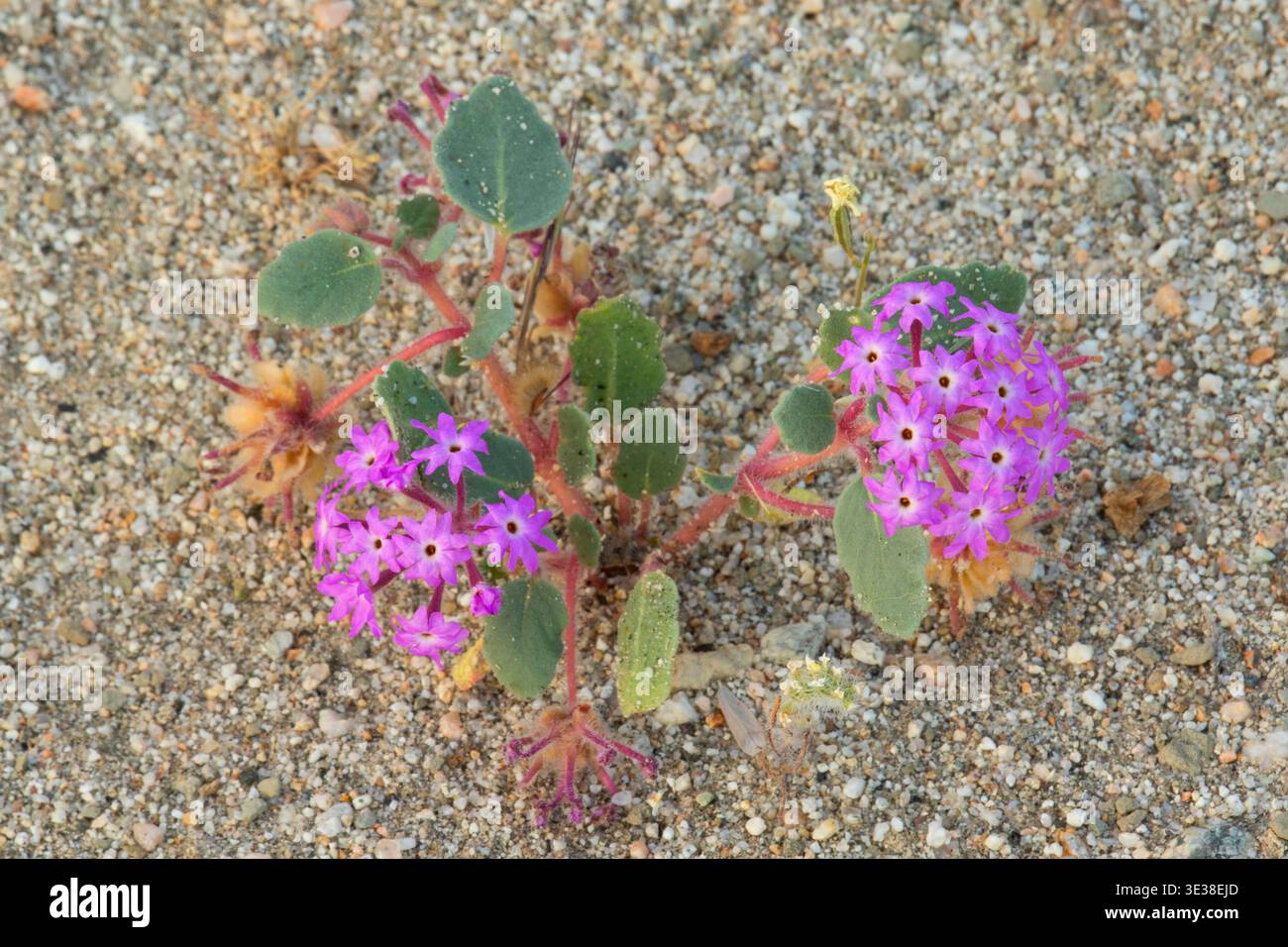 Verbena di sabbia del deserto (Abronia villosa), Mecca Hills Wilderness, California Foto Stock