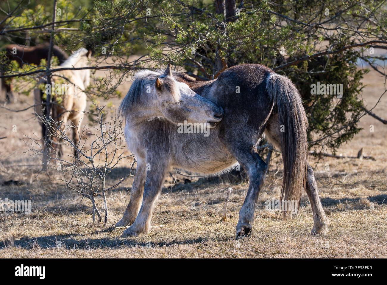 Cavallo nativo estone che si prepara in un prato, rustico scenario rurale con un comportamento naturale. Piccolo pony che graffiava il suo fianco nei pascoli di campagna. Foto Stock