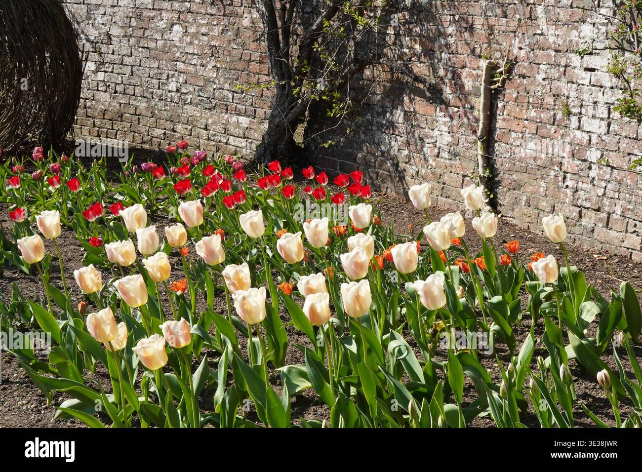 Tulipani color crema, rosso e arancio che sbocciano nel letto del giardino contro le pareti di mattoni intemprati Foto Stock