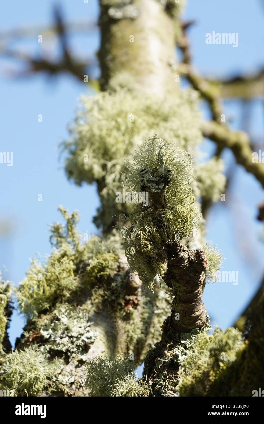 Lichene grigio verdastro che cresce sul ramo dell'albero contro il cielo azzurro Foto Stock