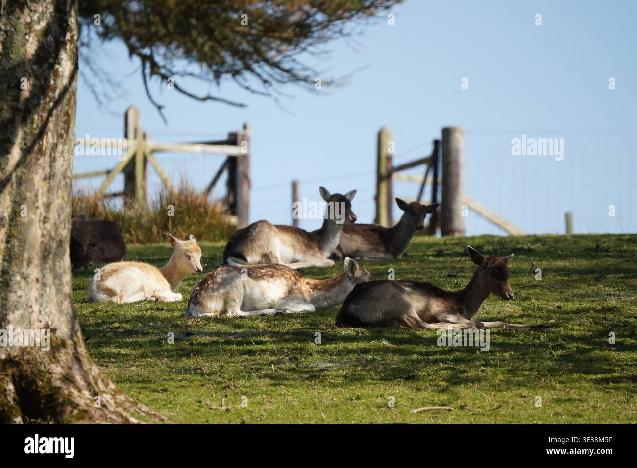 Una mandria di cervi a riposo (Dama dama), tra cui un toro con palchi palmati e una pecora bianca leucistica che riposa in una radura boschiva, Regno Unito Foto Stock
