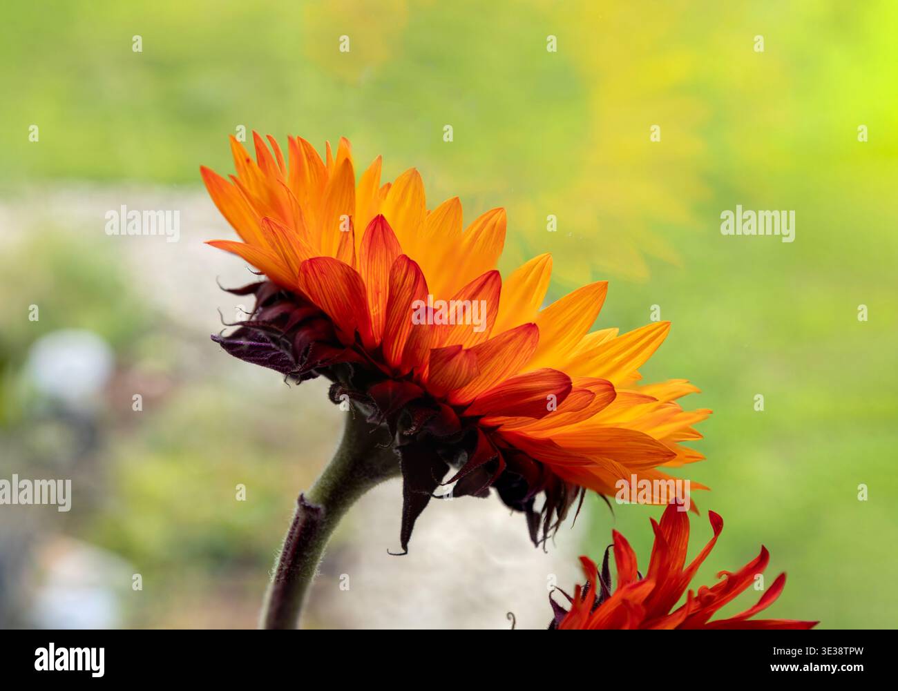 Primo piano di un girasole in piena fioritura Foto Stock