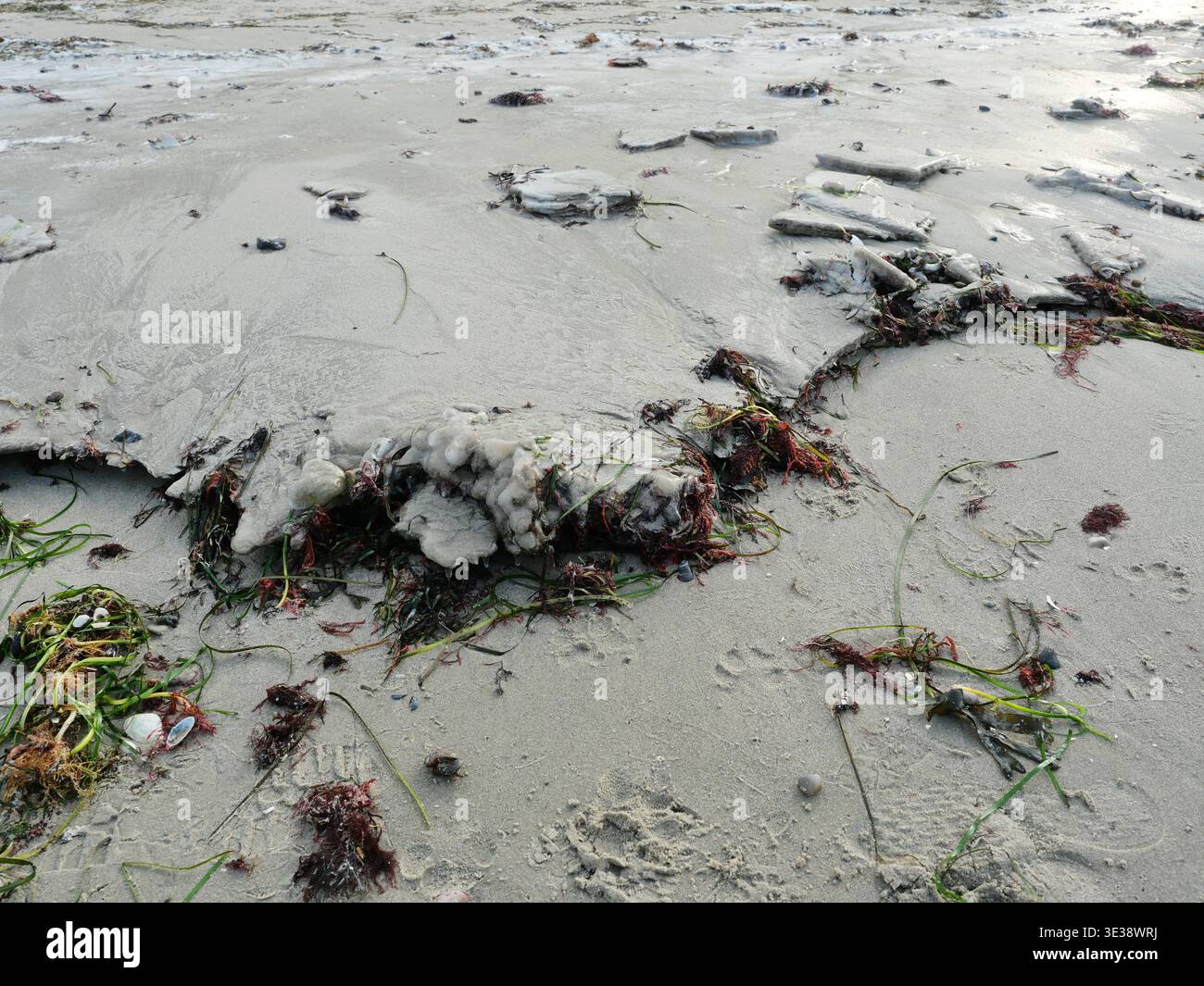 Sottili strati di ghiaccio sulla costa con alghe ghiacciate ghiacciate - inizio inverno arrivo sulla costa. Foto Stock
