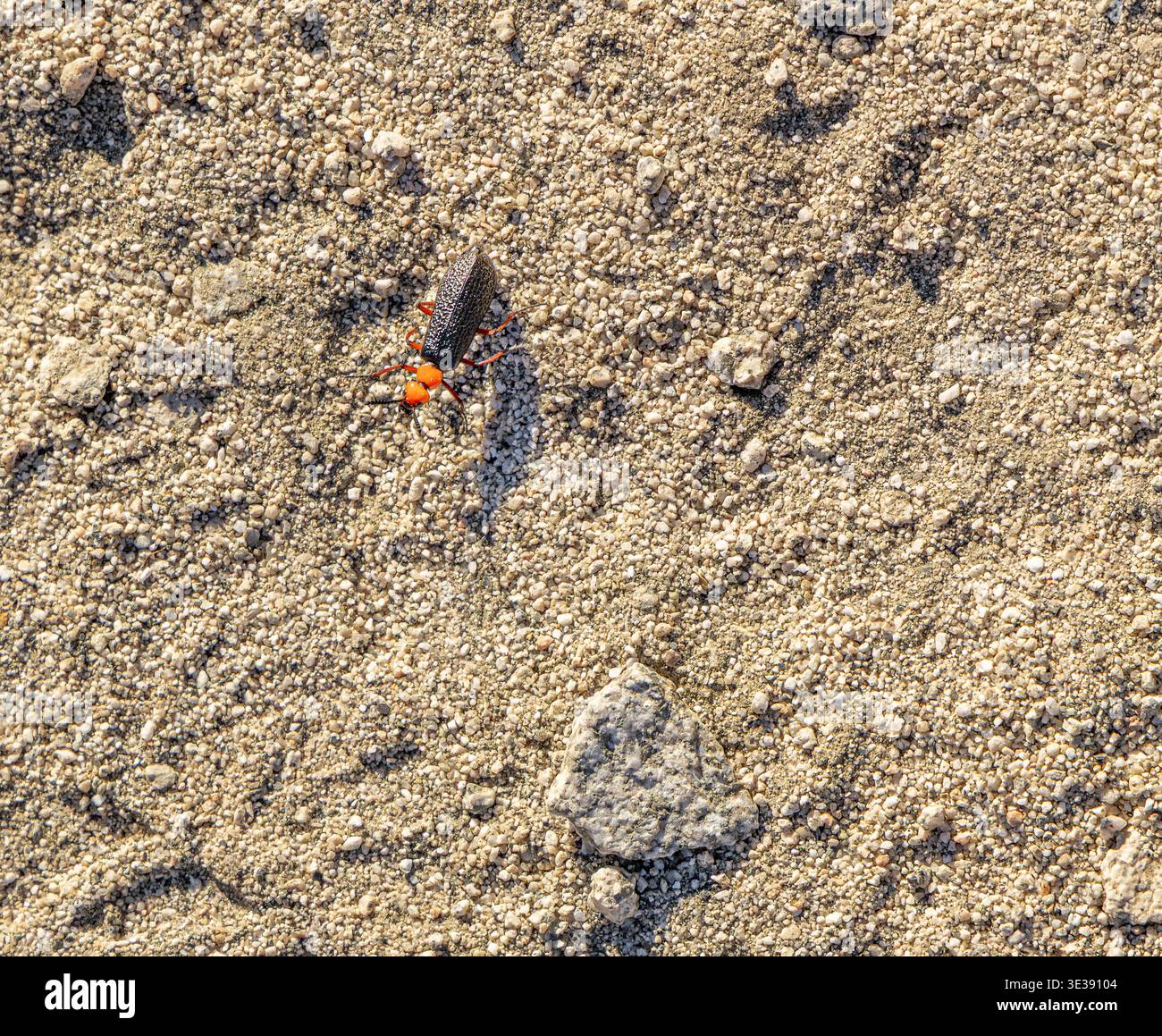 un maestro coleottero blister lungo il percorso randall henderson a palm springs, california Foto Stock