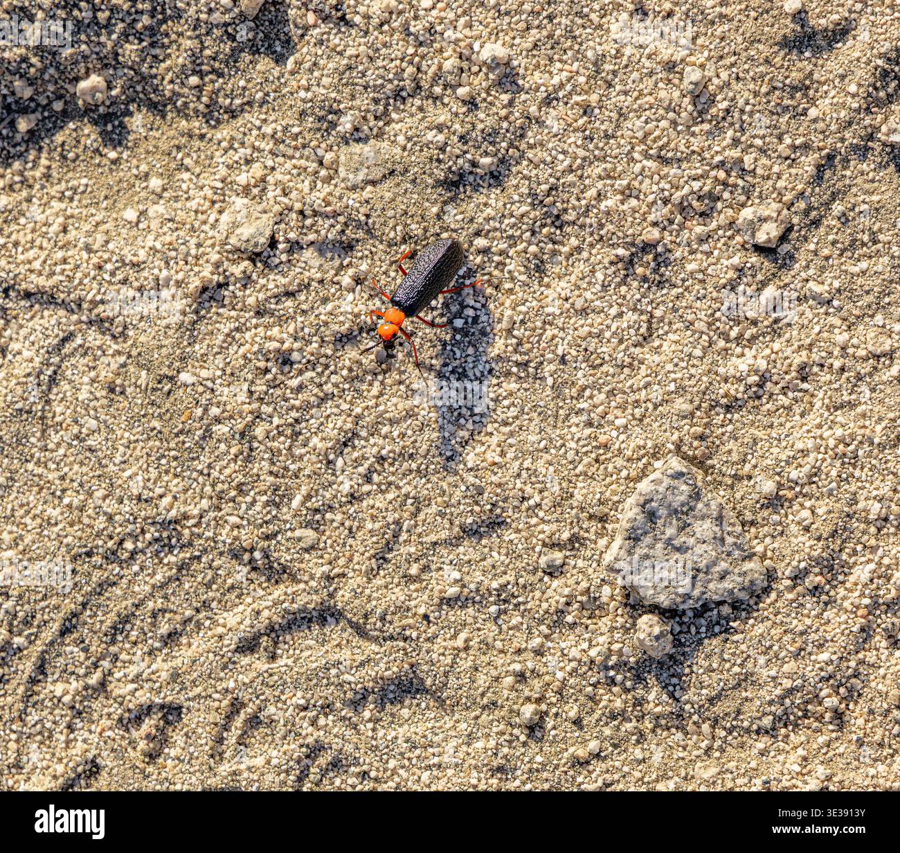 un maestro coleottero blister lungo il percorso randall henderson a palm springs, california Foto Stock