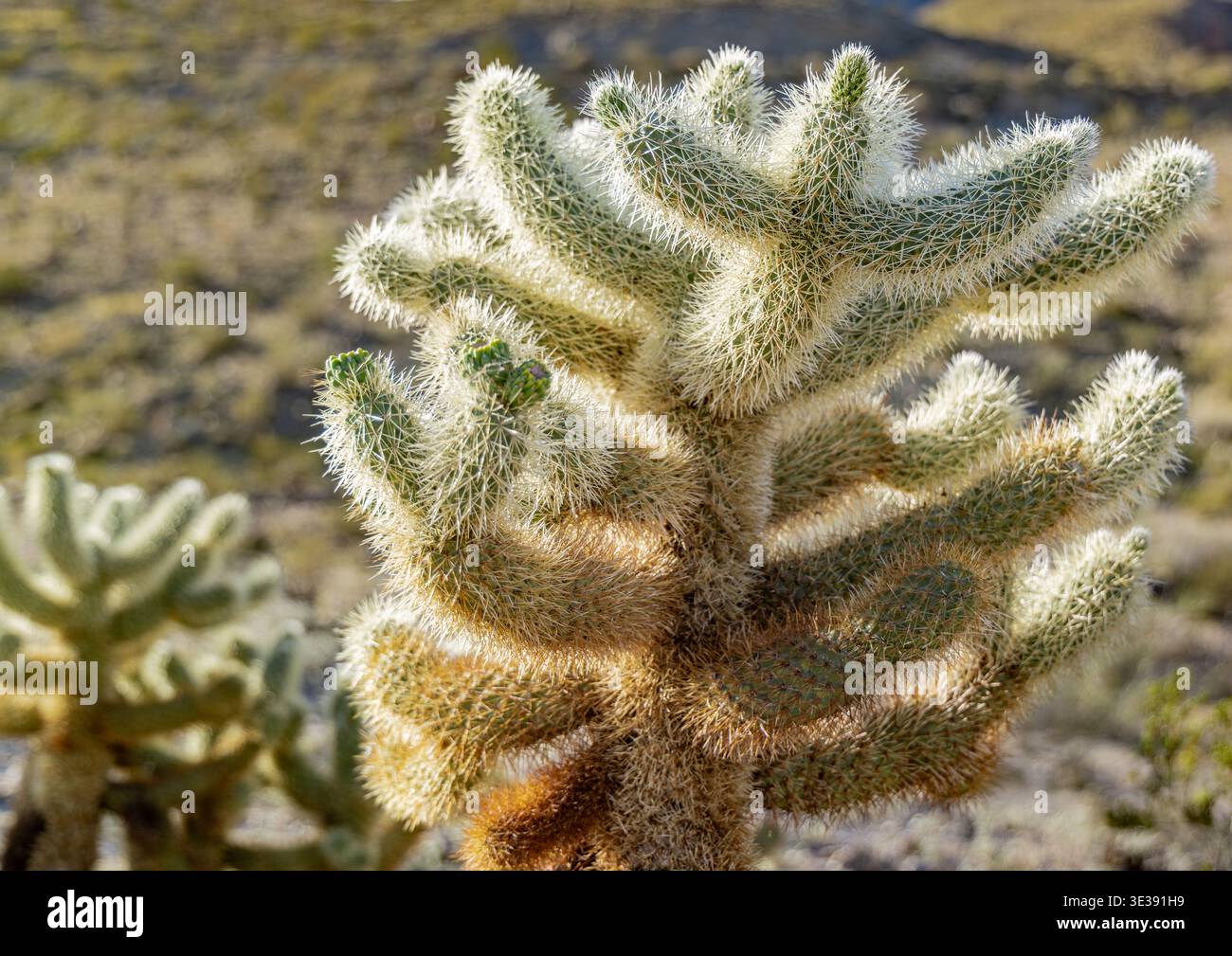 decollo di un orsacchiotto cactus cholla lungo il sentiero randall henderson in palme, ca Foto Stock