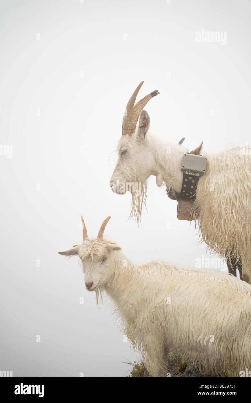 Due capre bianche di montagna Vallese a pelo lungo con corna ricurve in piedi insieme nella nebbia alpina sopra Blatten bei Naters, Vallese, Svizzera Foto Stock
