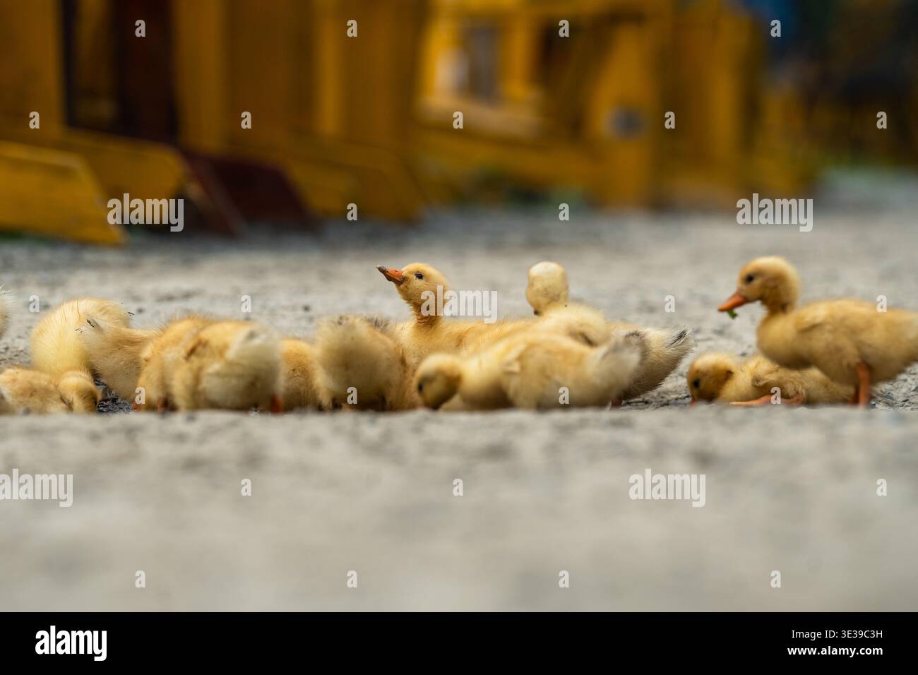 Gruppo di giovani anatroccoli gialli che lavano e bevono acqua da fangosa pozzanghera all'aperto presso la fattoria. Foto Stock