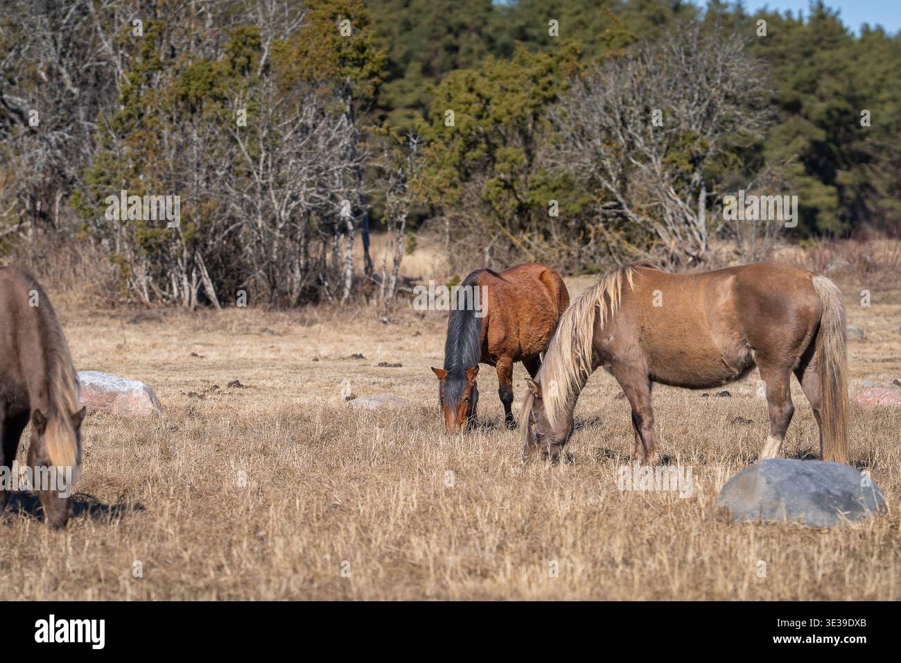 Cavalli nativi estoni che pascolano in un prato costiero asciutto, tranquillo scenario rurale con luce naturale. Branco di pony che si nutrono di erba nei pascoli di campagna. Foto Stock