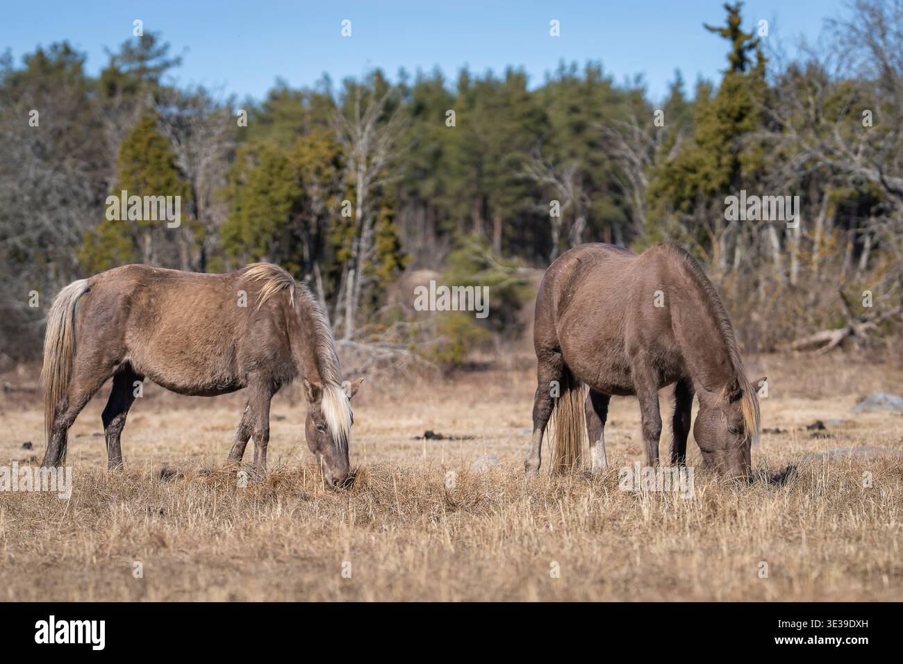 Due cavalli estoni che pascolano in un prato asciutto, tranquillo paesaggio rurale con sfondo forestale. Coppia di pony che si nutrono di erba in campagna. Foto Stock