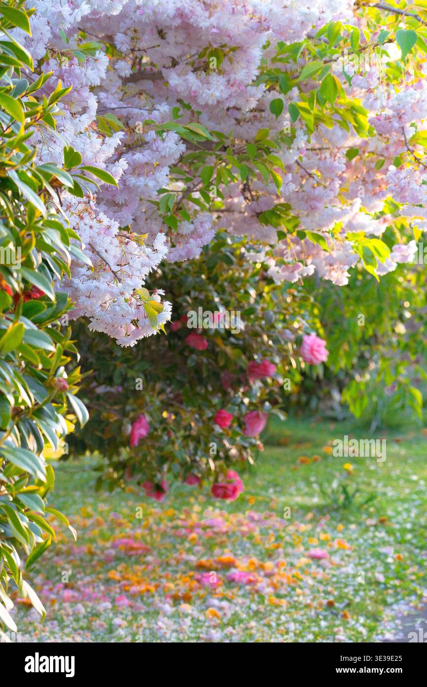 Christchurch, nuova Zelanda: Fiori di ciliegio rosa e camelie in fiore in un lussureggiante giardino con petali caduti sull'erba nel sobborgo di St. Martins. Foto Stock