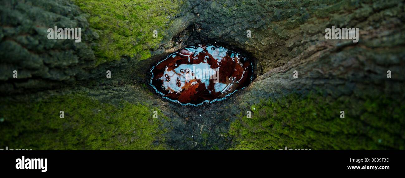 Piccolo laghetto d'acqua tra due tronchi d'albero Foto Stock