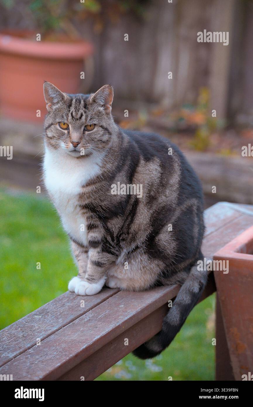Christchurch, nuova Zelanda: Un gatto tabby marrone e bianco siede in guardia su una panchina di legno in un cortile residenziale a St. Martins. Foto Stock