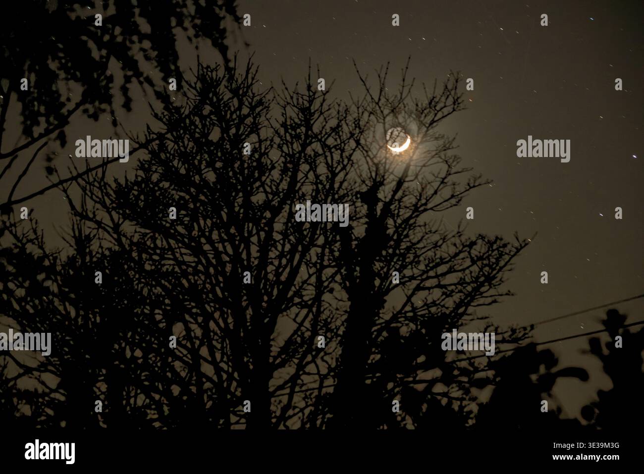 Una luna crescente si illumina dietro sagome di alberi scuri sotto un cielo stellato. Questa suggestiva scena all'aperto cattura la natura, la notte. Foto Stock