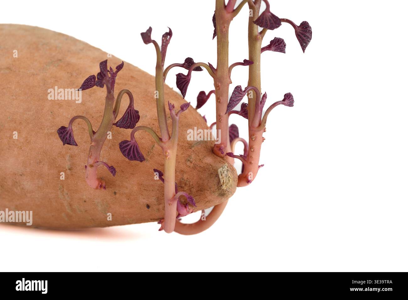 Primo piano di germogli viola che crescono da un tubero di patate dolci. Foto Stock