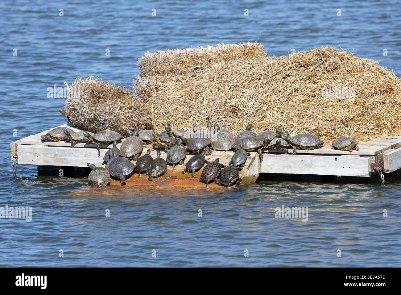 Tartarughe di scorrimento con orecchie rosse (Trachemys scripta elegans) che prendono il sole su una piattaforma galleggiante di anatra in un primo pomeriggio primaverile nella contea di Lee, Iowa, Stati Uniti. Questa t Foto Stock