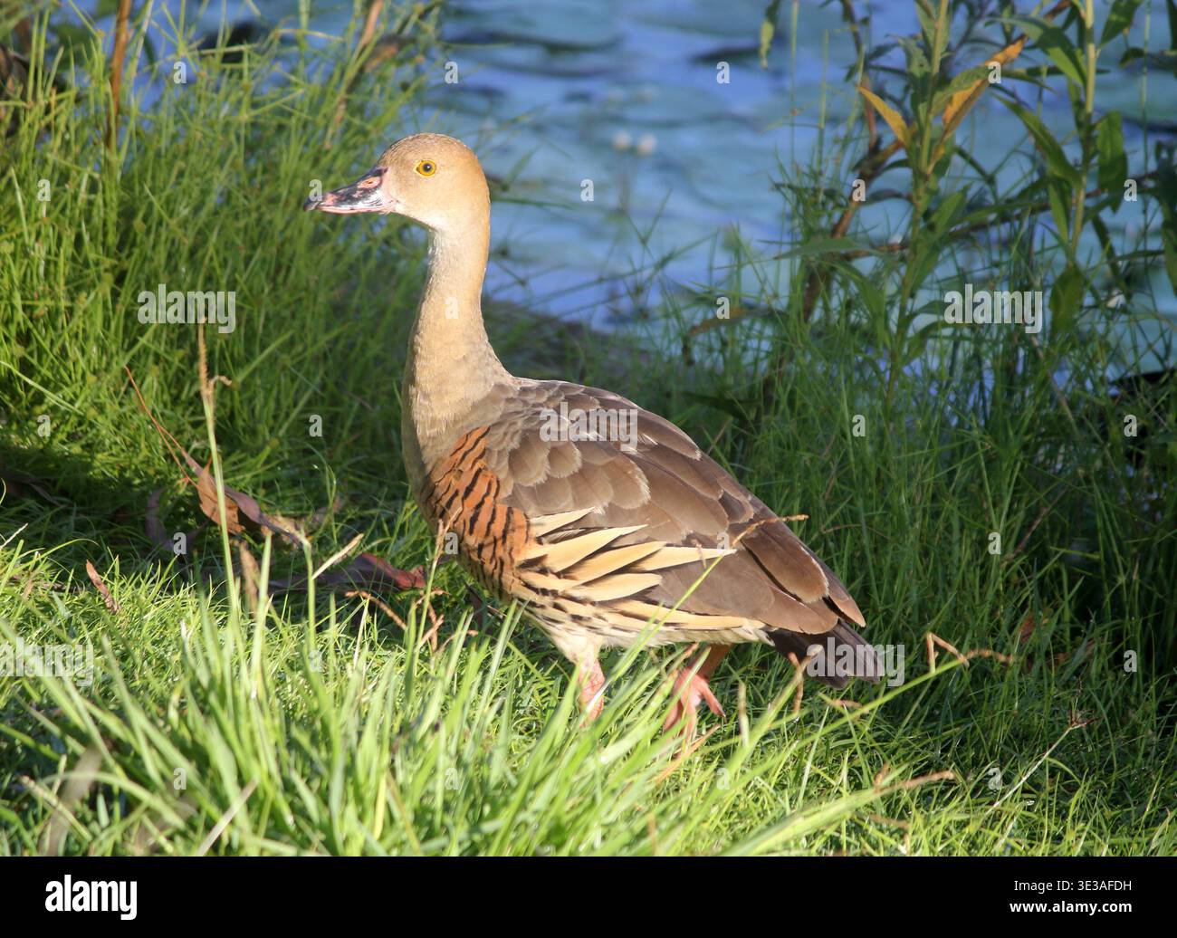 Uccello di Whistling-Duck piantato in erba verde Foto Stock