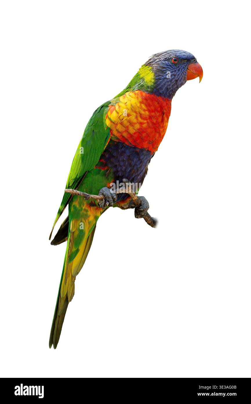 Colorato arcobaleno Lorikeet che mostra la suggestiva testa blu il petto rosso e le ali verdi mentre si riposa con grazia su Un piccolo Twig Foto Stock