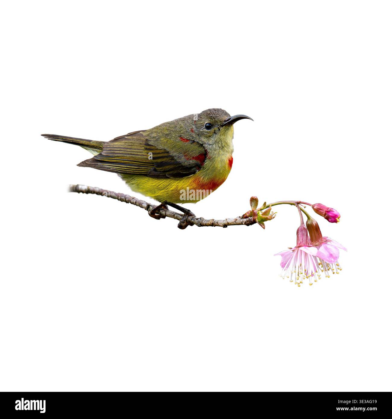 Young Gould Sunbird che riposa vicino al fiore rosa evidenziando le tonalità di colore sottili e il becco sottile adattato per nutrirsi di Nectar Foto Stock