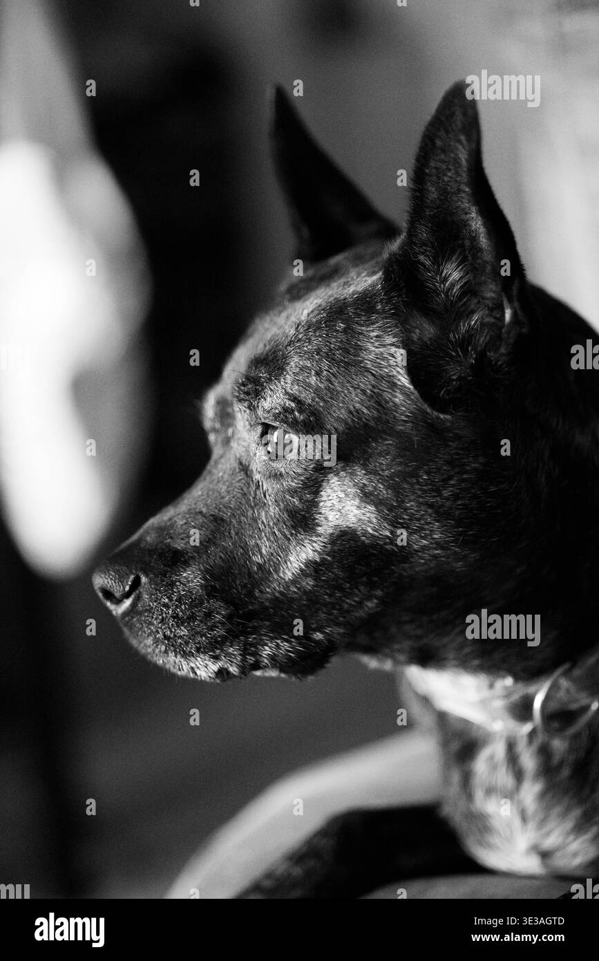 Ritratto in bianco e nero dello sguardo attento di un cane. Le orecchie affilate e gli occhi focalizzati trasmettono un'attenzione silenziosa. L'illuminazione soffusa evidenzia la texture della sua pelliccia. IO Foto Stock
