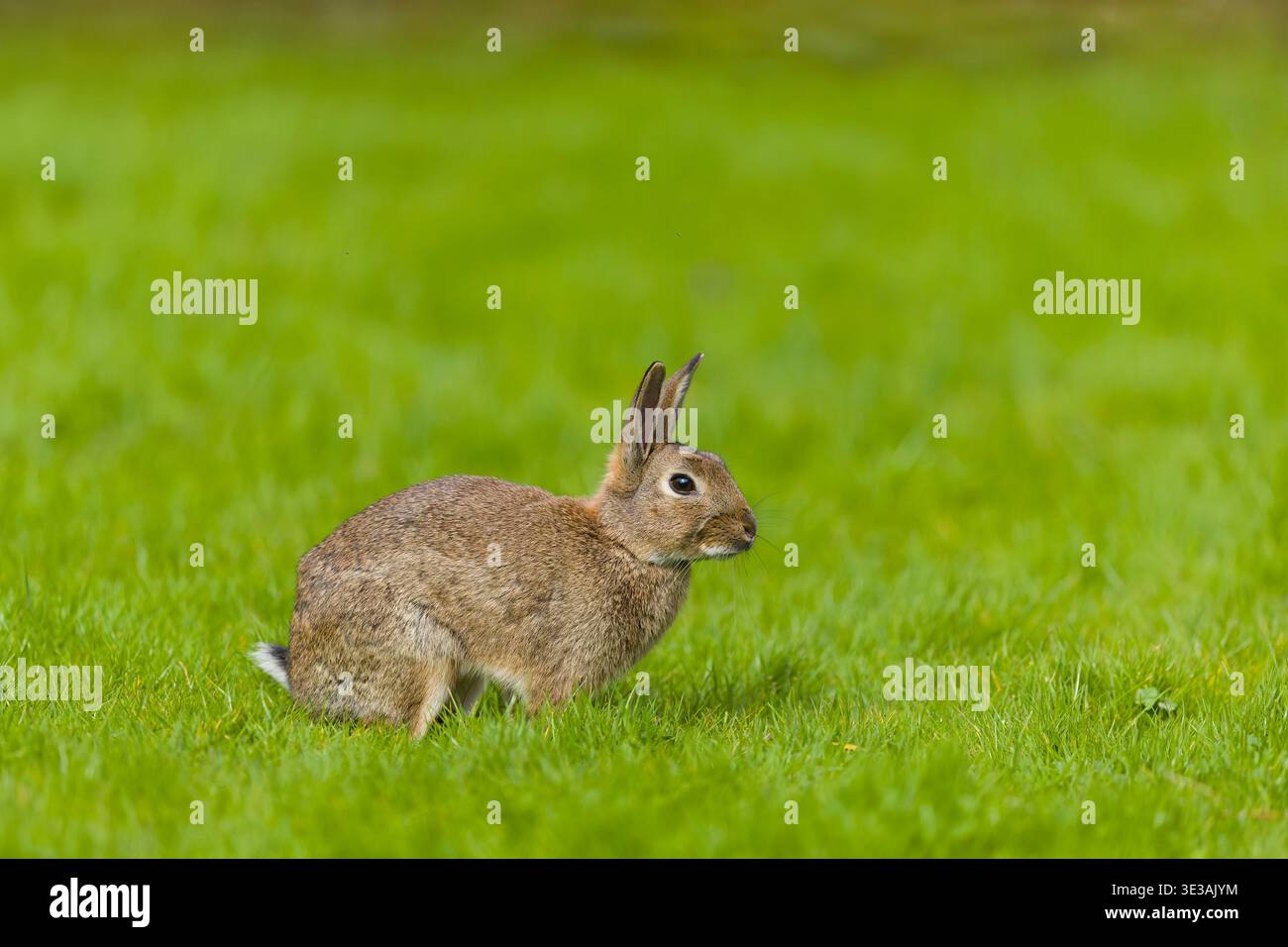 Coniglio europeo Oryctolagus cuniculus, adulto in piedi sull'erba, Suffolk, Inghilterra, marzo Foto Stock