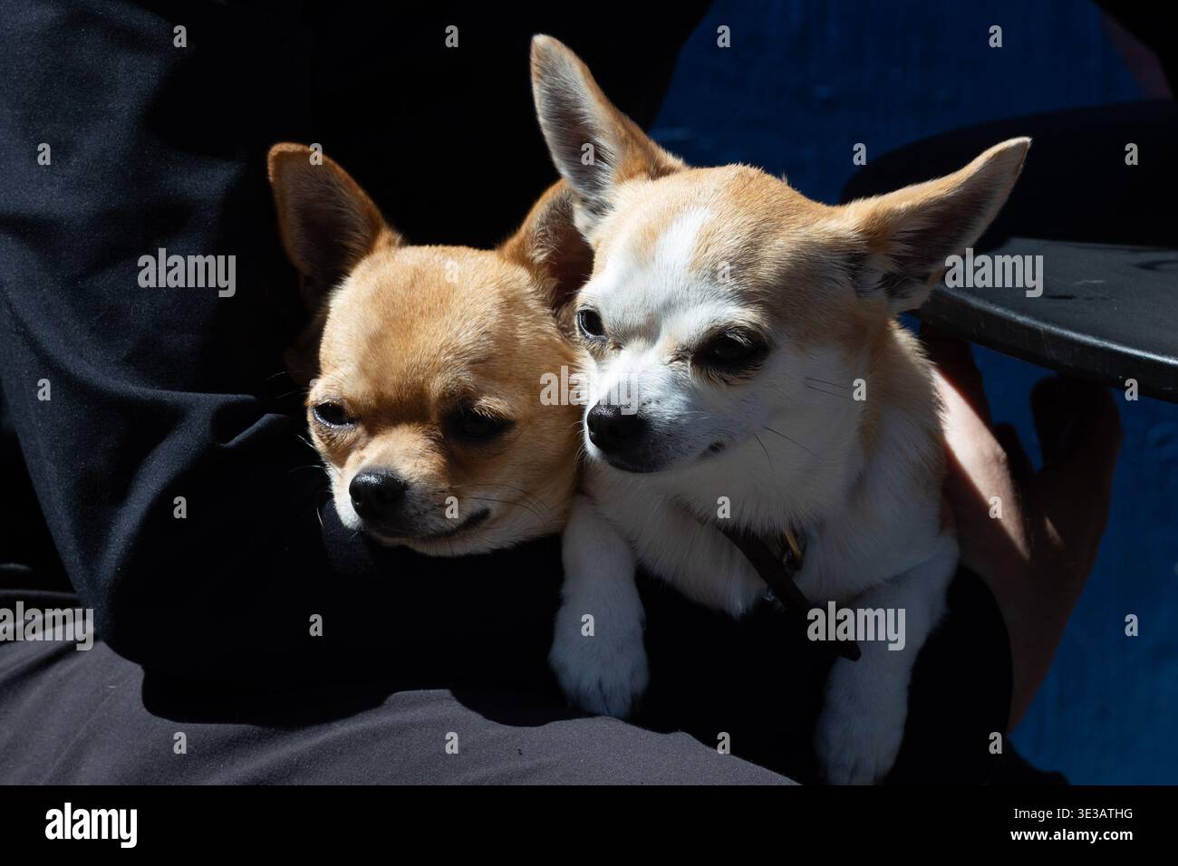 Due cani di piccola taglia, probabilmente chihuahua, tenuti all'aperto a Christchurch, nuova Zelanda. Foto Stock