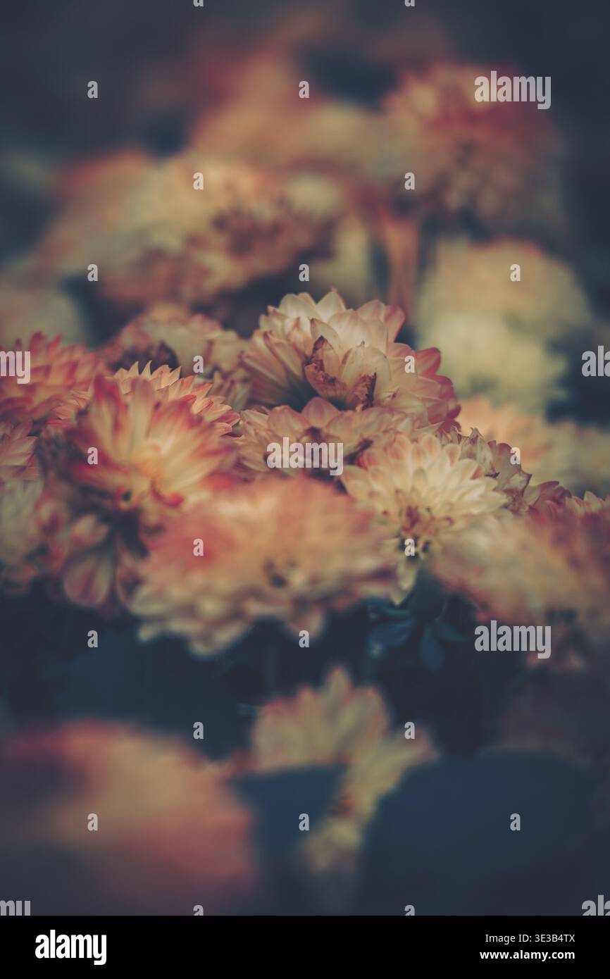 Un primo piano delicato di un bouquet di fiori con una calda estetica vintage, caratterizzata da ricche tonalità di terra e ombre sottili. Foto Stock