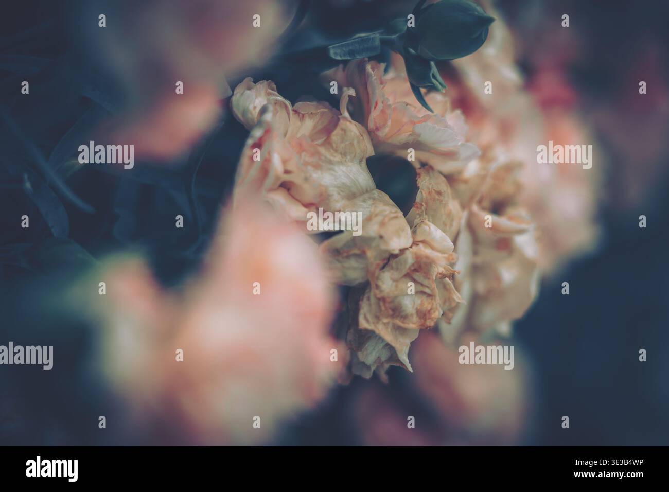 Una foto macro ravvicinata con un gruppo di petali gialli e color crema increspati in uno stato di decadimento, che evocano il passare del tempo e della bellezza Foto Stock