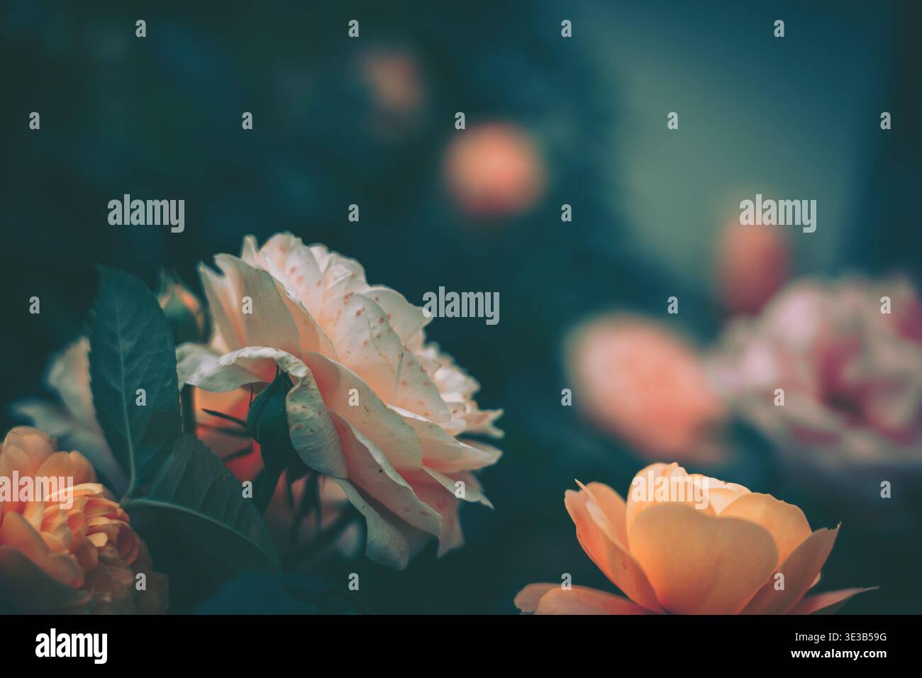Una fotografia composta in modo splendido con fiori delicati in un ambiente d'ispirazione vintage. Un gruppo di fiori, incluso un ro bianco parzialmente aperto Foto Stock