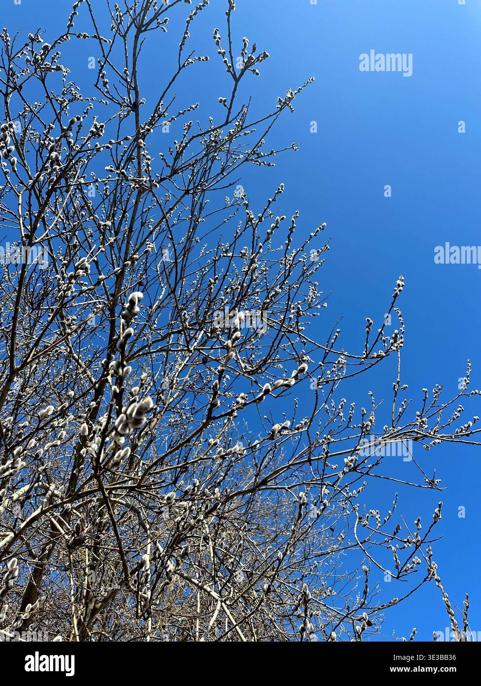 I delicati rami d'albero con piccole foglie in erba si estendono su un cielo azzurro, catturando l'essenza dell'inizio della primavera e del rinnovamento. Foto Stock