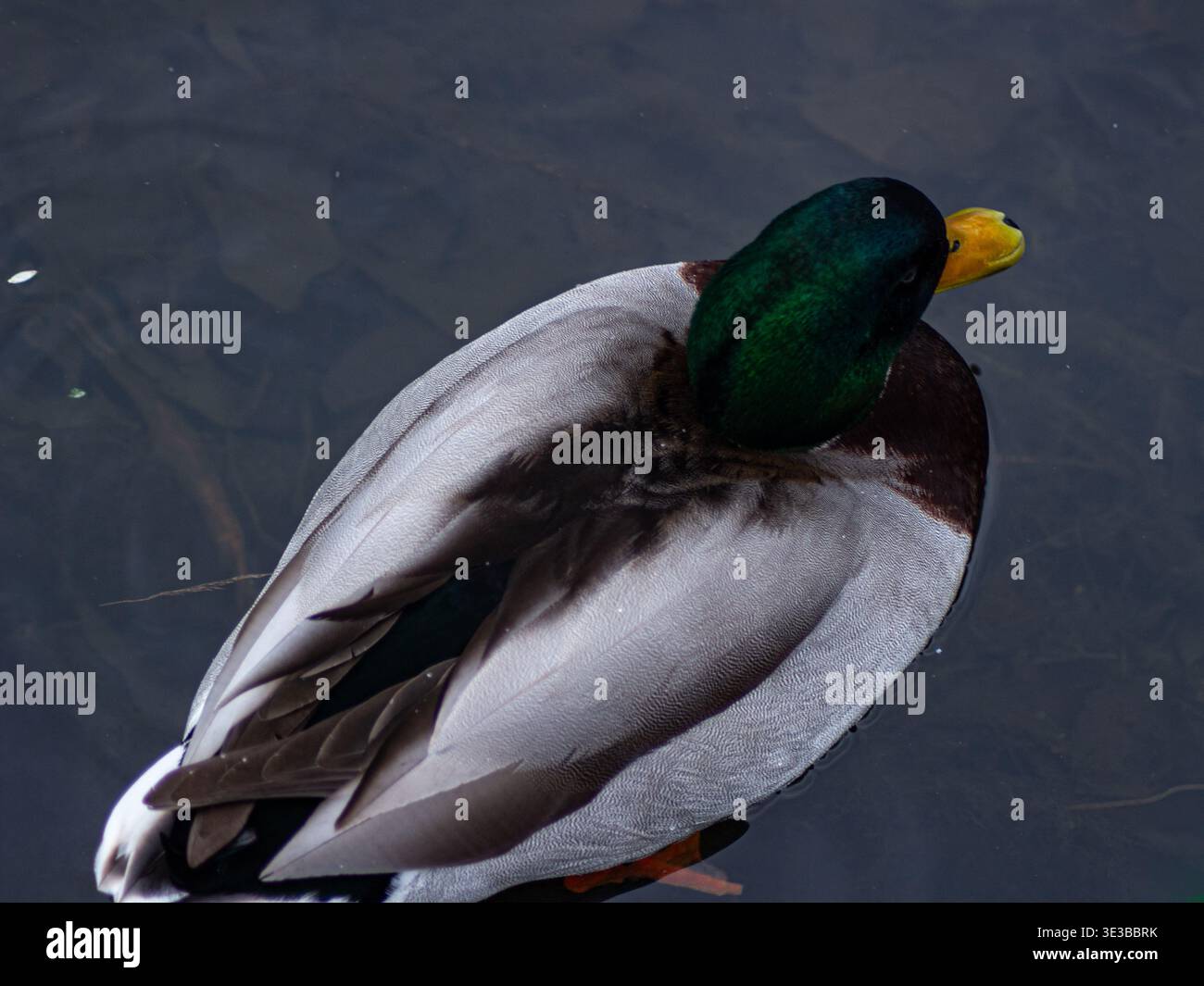 Mallard nuota nel lago, nel nord-est dell'Inghilterra, da vicino Foto Stock