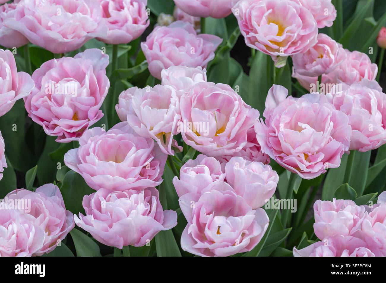 Un campo illuminato dal sole di tulipani doppi rosa, che somigliano alle peonie. Catturato in un lussureggiante giardino a Keukenhof. Foto Stock