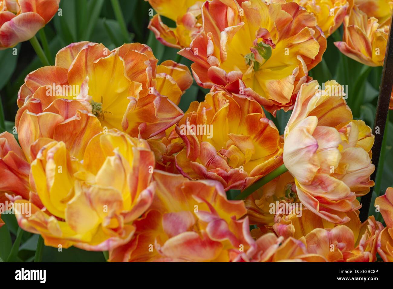 Un'immagine a livello di occhi di un letto di fiori illuminato dal sole pieno di tulipani doppi, con petali multipli, in calde tonalità arancio e rosa. Foto Stock