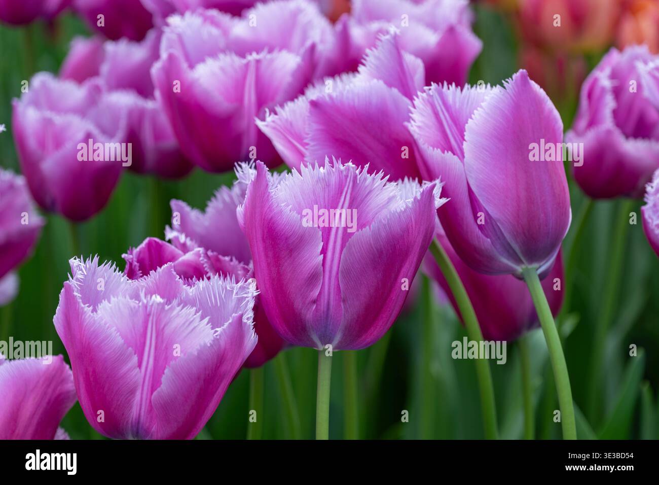 Un gruppo di suggestivi tulipani orlati viola e magenta che fioriscono nei vibranti campi di Keukenhof. Foto Stock