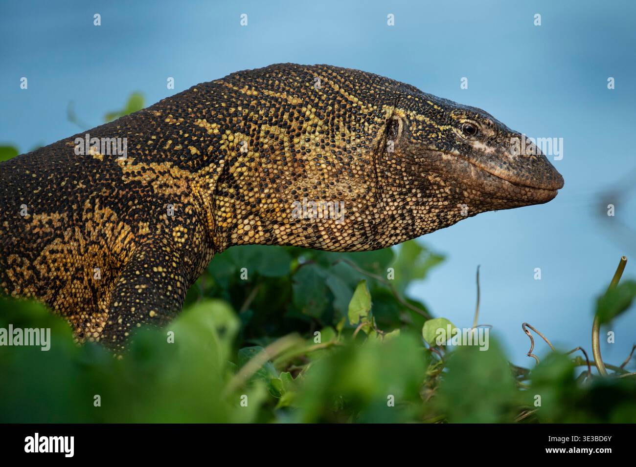 Monitor del Nilo, Varanus niloticus, Ngamba Island Chimpanzee Sanctuary, Uganda Foto Stock